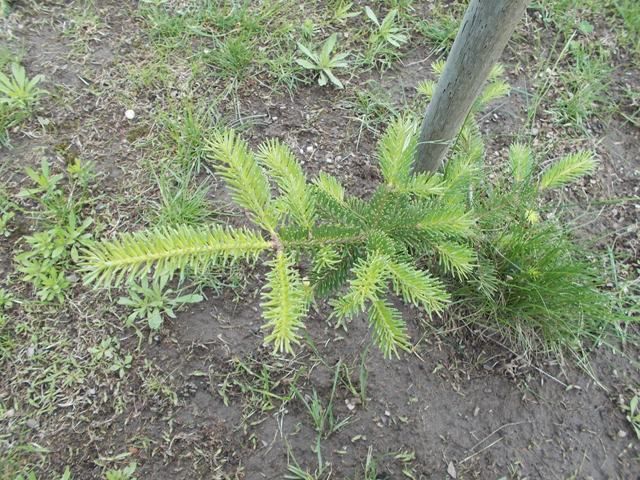 Abies savonlinnensis x photo AbiessavonlinnensisxDSCN0934_zps2498f70e.jpg
